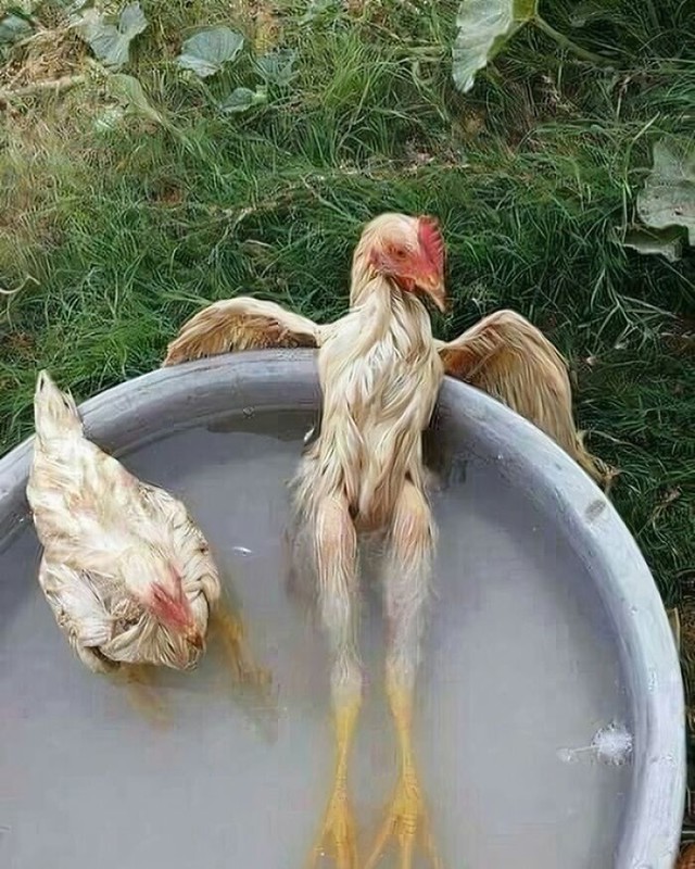 Hlađenje u tijeku