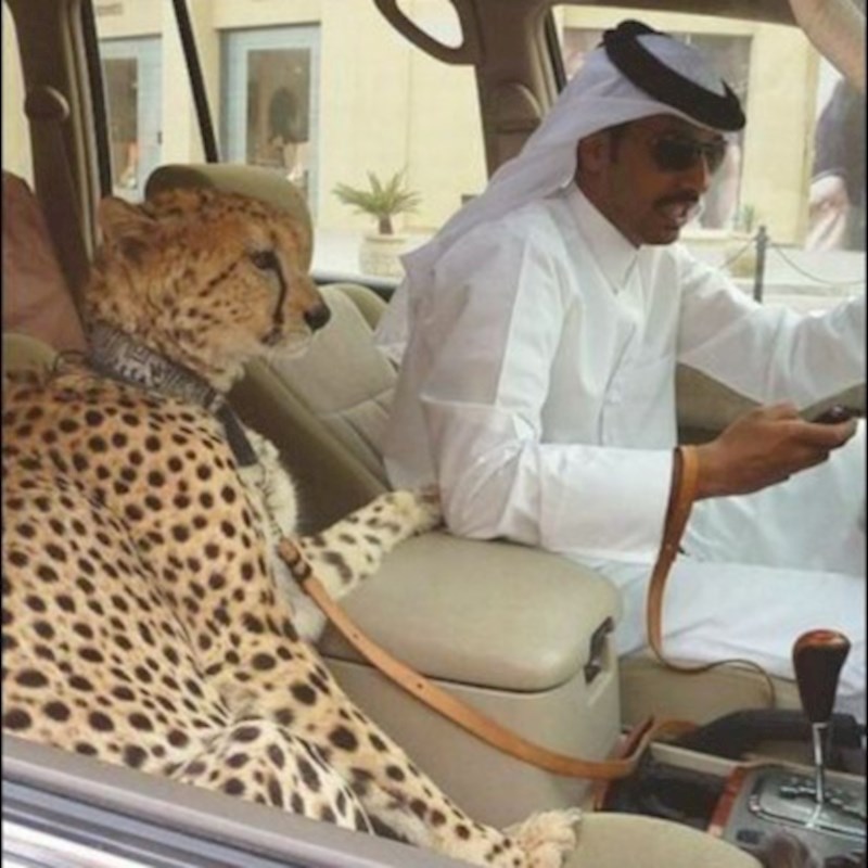 Tip izveo ljubimca u đir