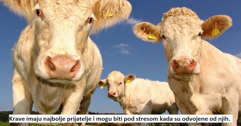 10 totalno ludih zanimljivosti za koje ćete pomisliti da su izmišljene, ali stvarno su istinite!