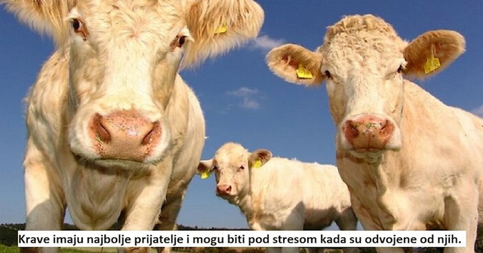 10 totalno ludih zanimljivosti za koje ćete pomisliti da su izmišljene, ali stvarno su istinite!