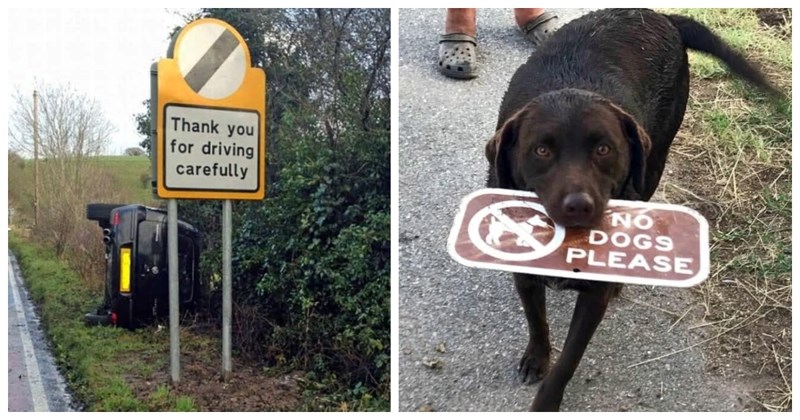 16 komičnih i/ili tragičnih primjera ironije na djelu- svaki je luđi od prethodnog