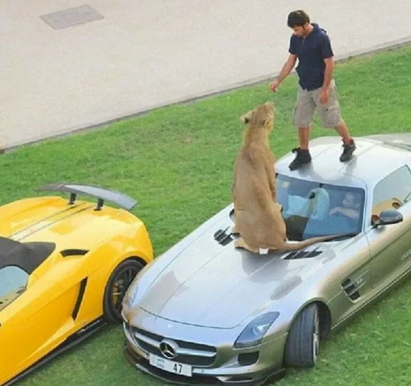 Uči staru mačku novim trikovima