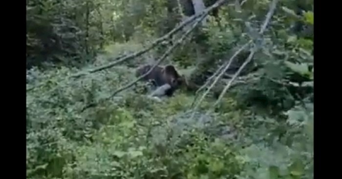 Širi se snimka iz šume u Lici: Što medvjed napravi kad vidi Ličanina?