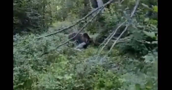 Širi se snimka iz šume u Lici: Što medvjed napravi kad vidi Ličanina?