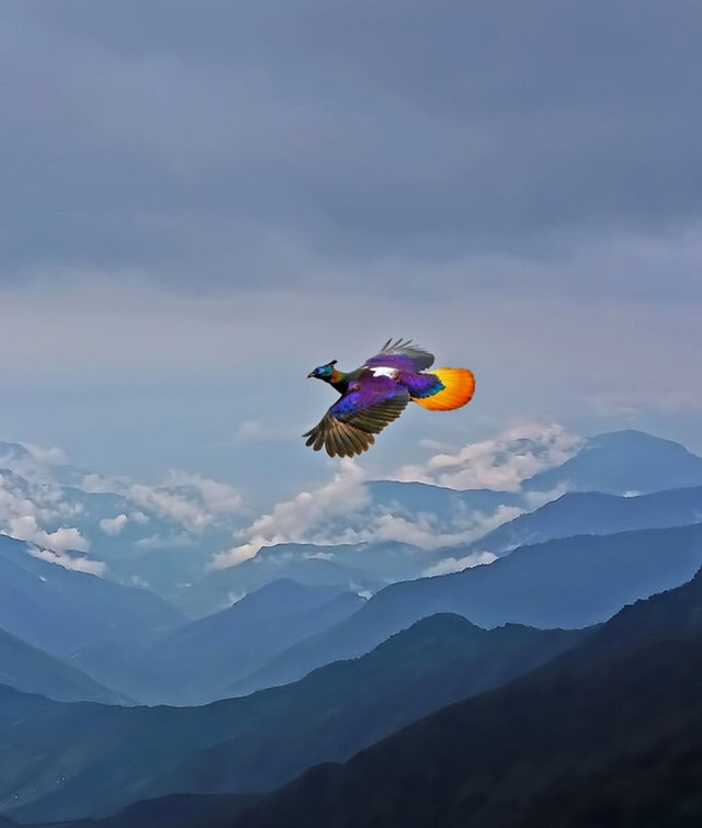 Himalajski monal u letu iznad Butana