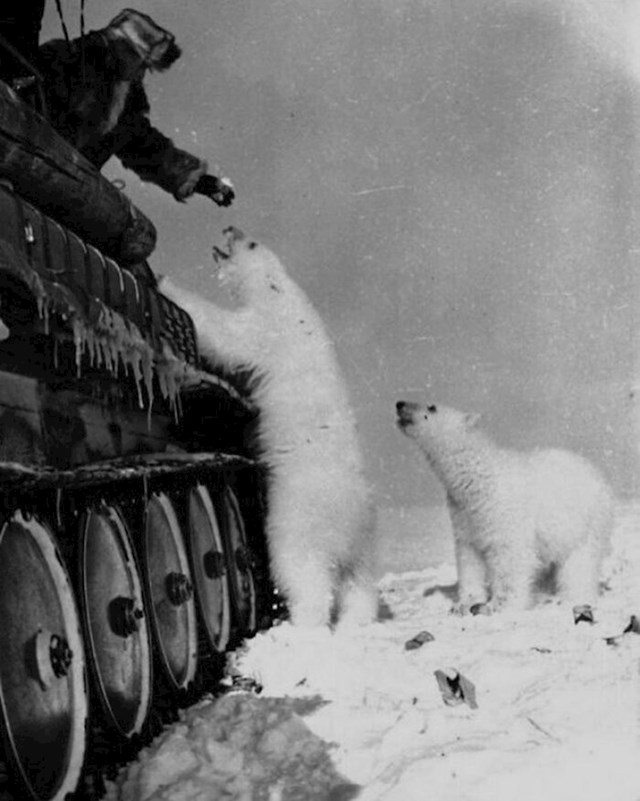 Vojnici hrane polarne medvjede kondenziranim mlijekom. Sovjetski Savez, 1950.
