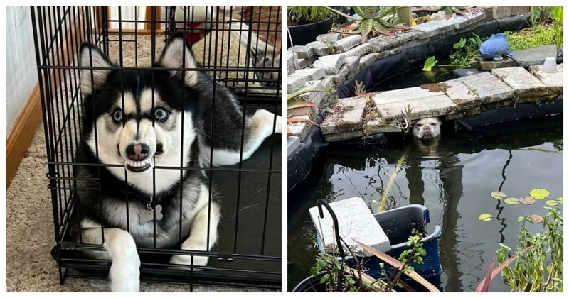 "Što nije u redu s vašim psom?": 18 smiješnih pasa koji su zbunili svoje vlasnike