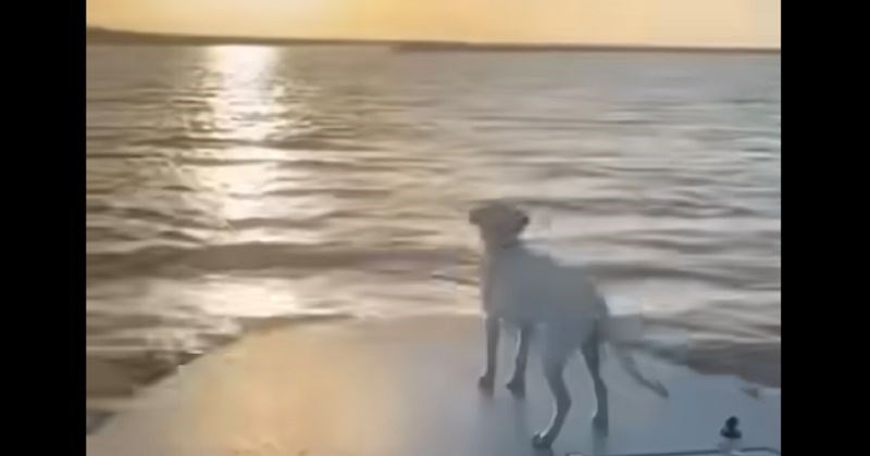 Tip je snimao zalazak sunca kada je u kadar uletio pas i iznenadio ga nečim urnebesnim, video je hit