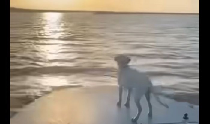 Tip je snimao zalazak sunca kada je u kadar uletio pas i iznenadio ga nečim urnebesnim, video je hit