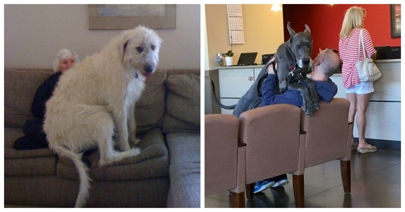 20+ nježnih divova koji pojma nemaju koliko su ogromni, svaka fotka je slađa od prethodne