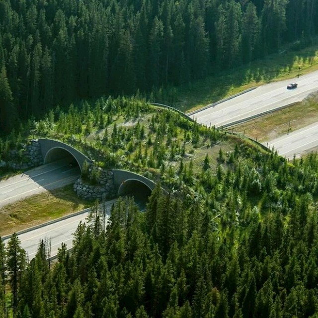 Prijelaz za životinje, Kanada