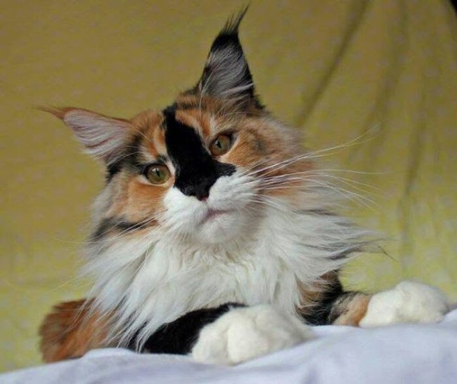 Prekrasna calico mačka