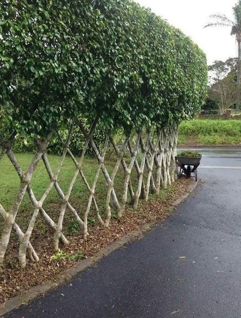 Stabla čija su debla oblikovala pravu ogradu