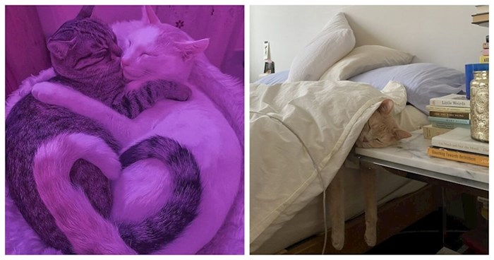 22 preslatke slike maca koje bi momentalno rastopile i one najtvrđeg srca