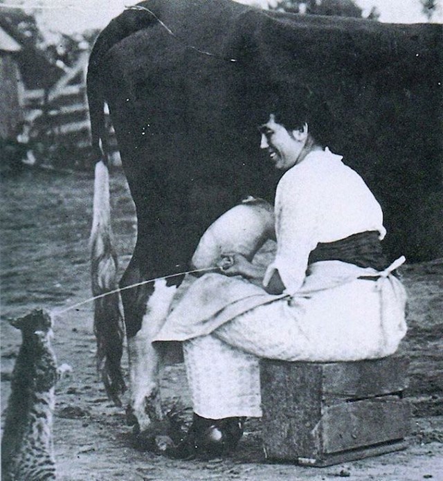Kraljevski život jedne mačke na farmi, 1951.
