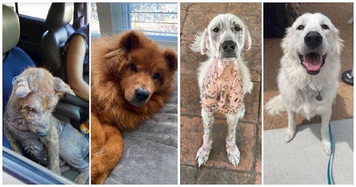 15 fotografija pasa prije i nakon udomljenja koje će potresti i one najhladnijeg srca