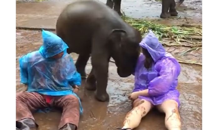 Ova kompilacija preslatkih videa pravi je dokaz da su mladi slonići samo malo veći psi!