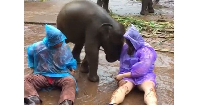 Ova kompilacija preslatkih videa pravi je dokaz da su mladi slonići samo malo veći psi!