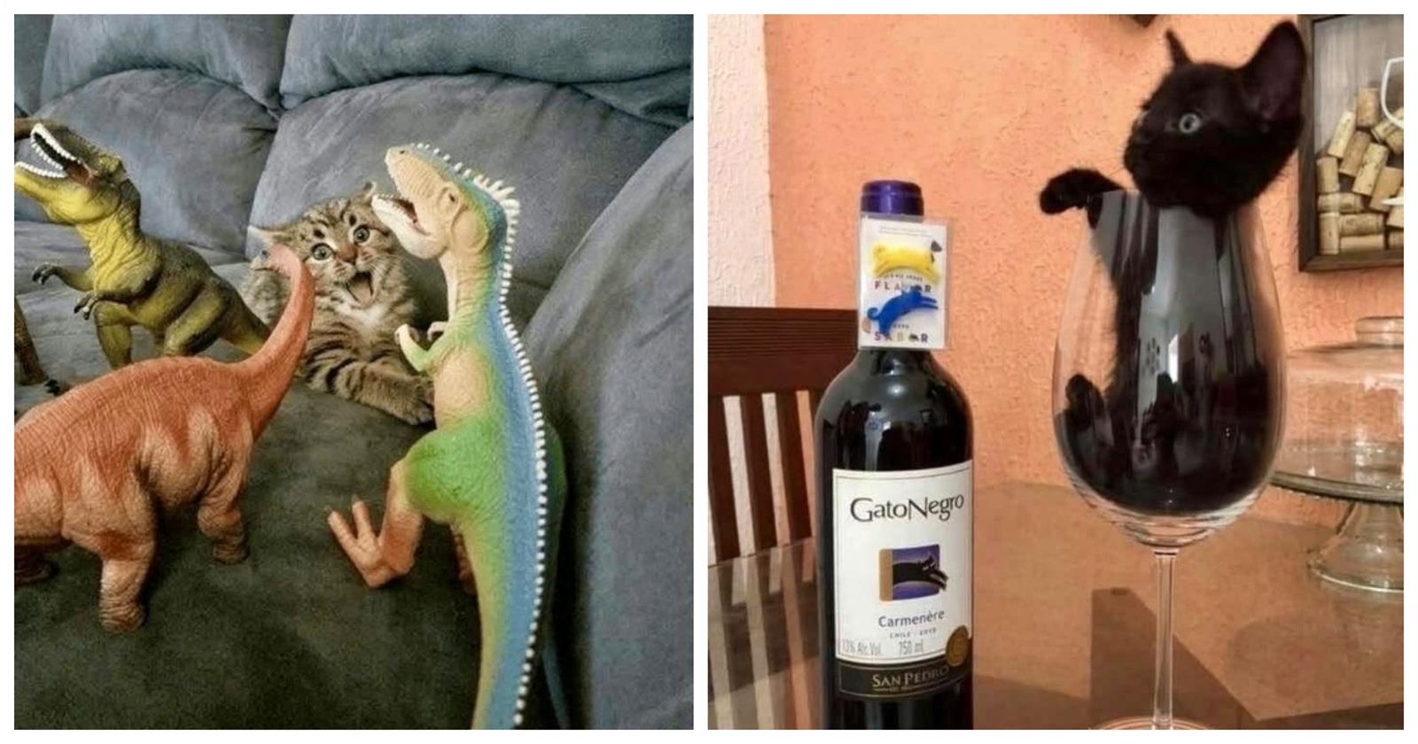 20+ dokaza da je život s mačkama neusporedivo zabavniji nego život bez njih