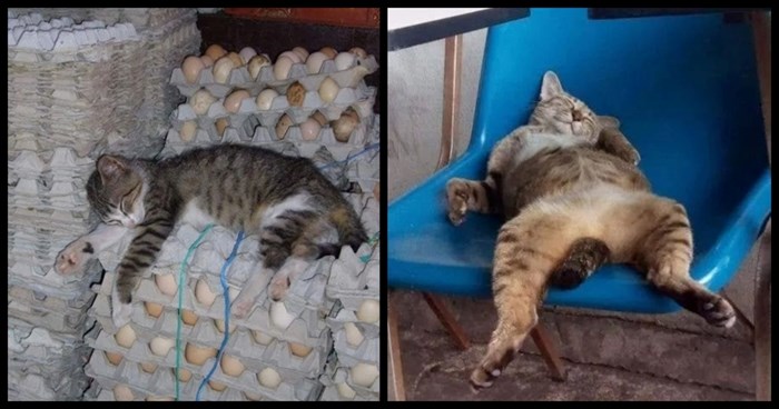 20+ prekomičnih maca koje je san uhvatio na najneobičnijim mjestima i u najluđim pozama