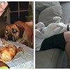 14 pasa koji se jednostavno ne mogu kontrolirati kada ugledaju hranu, fotke su urnebesne