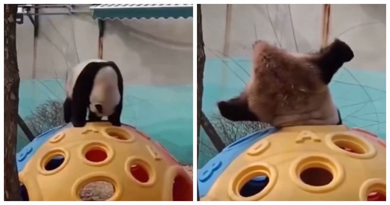 Pande su istovremeno najljenija i najnespretnija bića ikad, a ovaj video pun je dokaza za to!