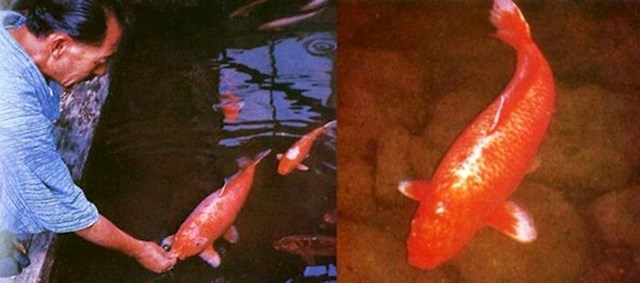 Hanako je bila koi riba koja je umrla u dobi od 226 godina