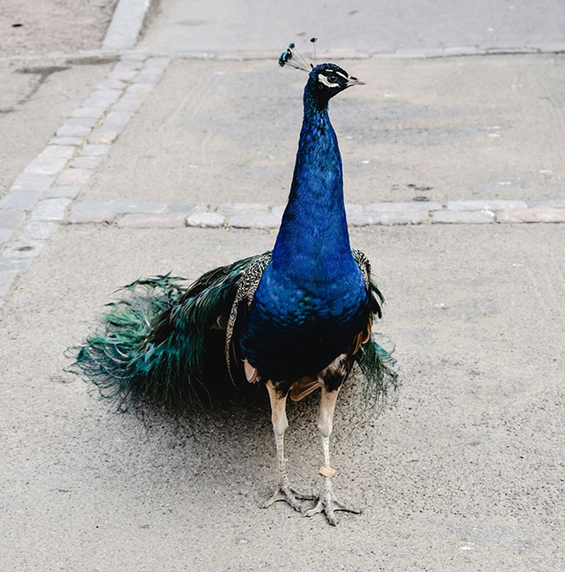 Moj šef je morao više puta lakirati svoj auto jer njegov ljubimac paun vidi svoj odraz u njemu i napada ga kao lud
