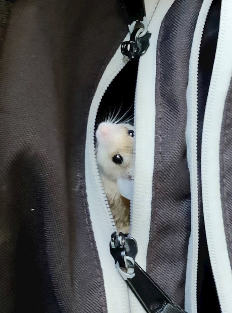 Dođem na posao i vidim da mi se ruksak pomiče. Moj hrčak je neplanirano došao odraditi smjenu sa mnom