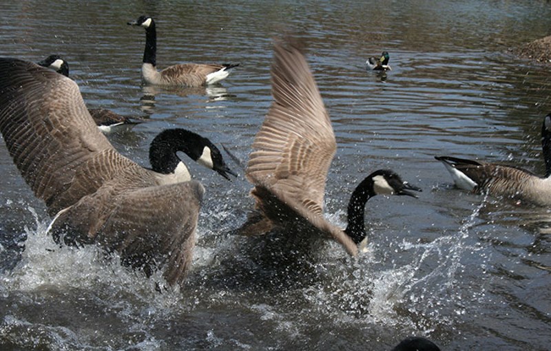 Kao Kanađanin, ne mogu ovo dovoljno naglasiti: NE PRIBLIŽAVAJTE SE GUSKAMA AKO CIJENITE SVOJ ŽIVOT.