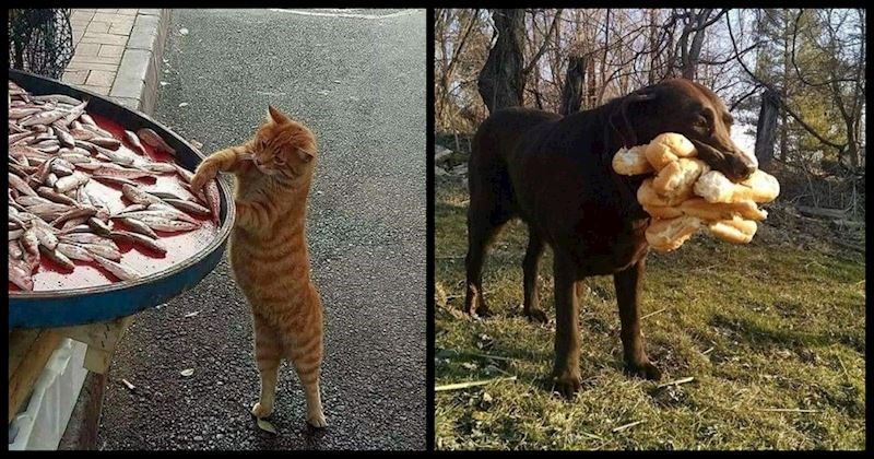 Fotke ljubimaca koji kradu hranu nešto su najsmješnije što ćete danas vidjeti, donosimo najbolje
