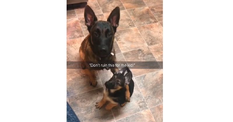 Više od 8 milijuna ljudi lajkalo je snimku na kojoj stariji psi dresiraju mlađe pse, genijalna je!