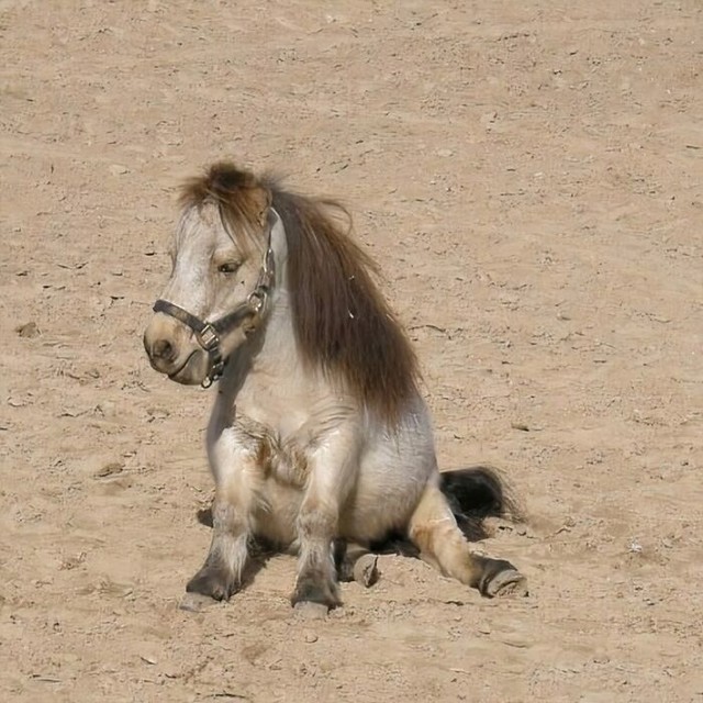 Umorni poni
