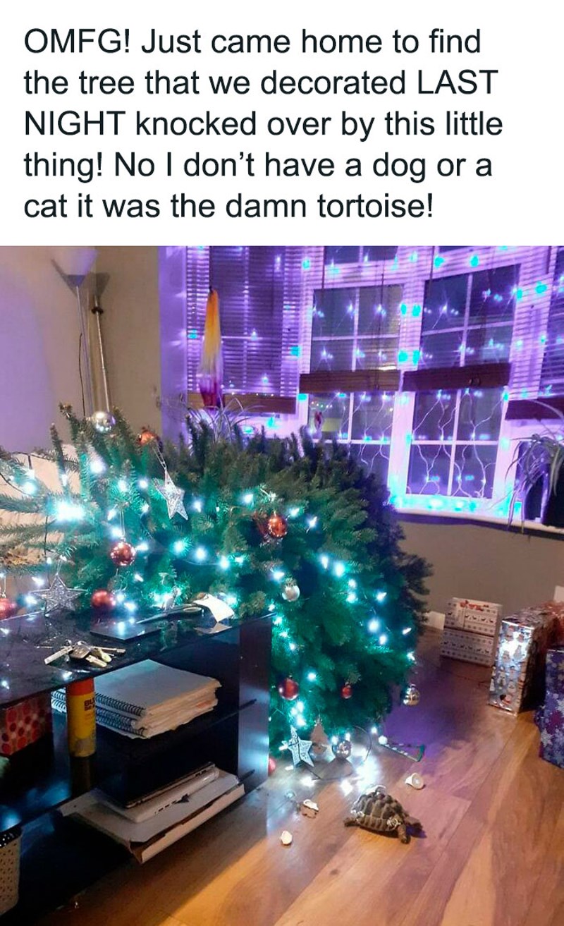 Ne, ovo drvce nije srušio ni pas, ni mačka. Šuška se da su i kornjače postale pravi mali vragovi!