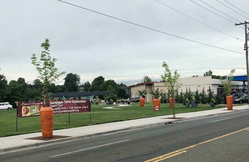 Grad štiti nova stabla ogradama obojenim poput mrkve