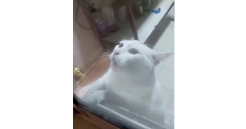 Miš je uletio u kuću i izazvao kaos, video je lajkalo 1.7 M ljudi zbog urnebesne reakcije mačke