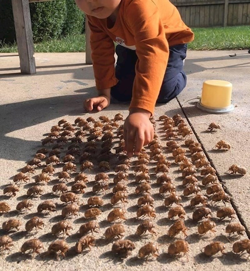 Našao je sina kako se igra s ljušturama kukaca