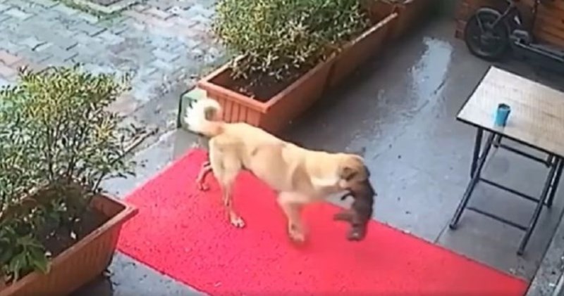Kujica iz Istanbula donijela je beživotno štene na vrata veterinara, priča će vam rastopiti srce