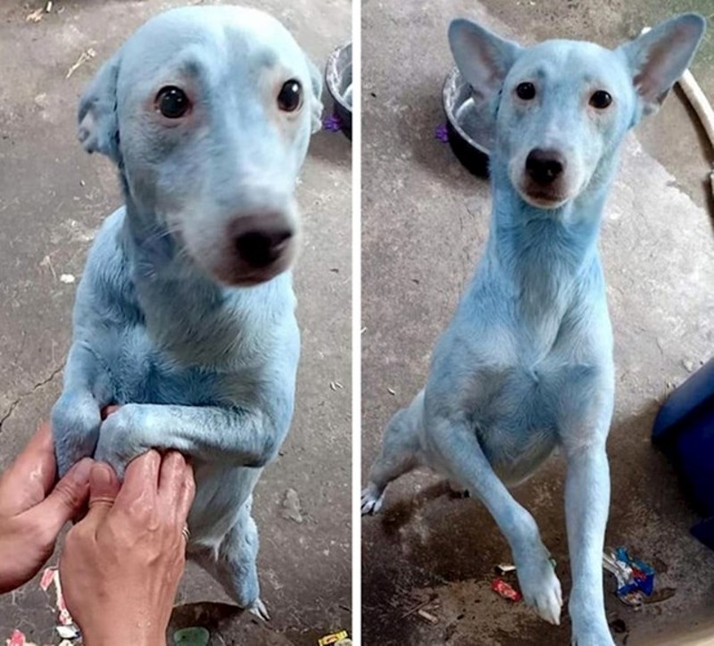 "Mislio sam da koristim pseći šampon, a zabunom sam uzeo ženinu boju za kosu"