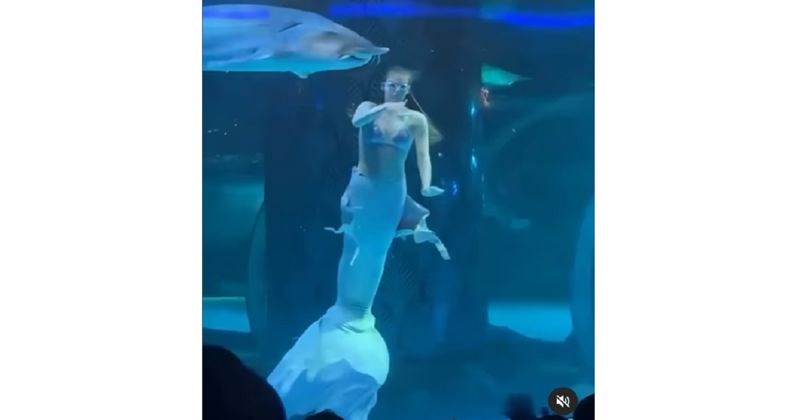 Predstava u jednom aquariumu naprasno je prekinuta stravičnim napadom ribe, snimka ledi krv u žilama