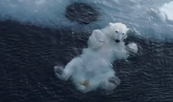 Ovih dana svijet je poludio za snimkom igre polarnog medvjeda, rastopit ćete se!