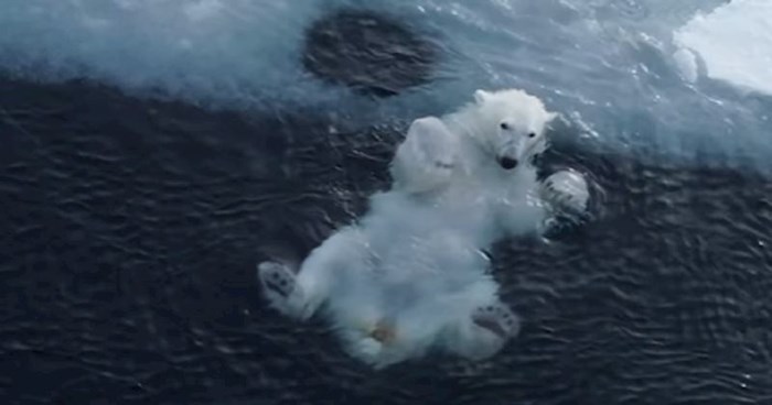 Ovih dana svijet je poludio za snimkom igre polarnog medvjeda, rastopit ćete se!