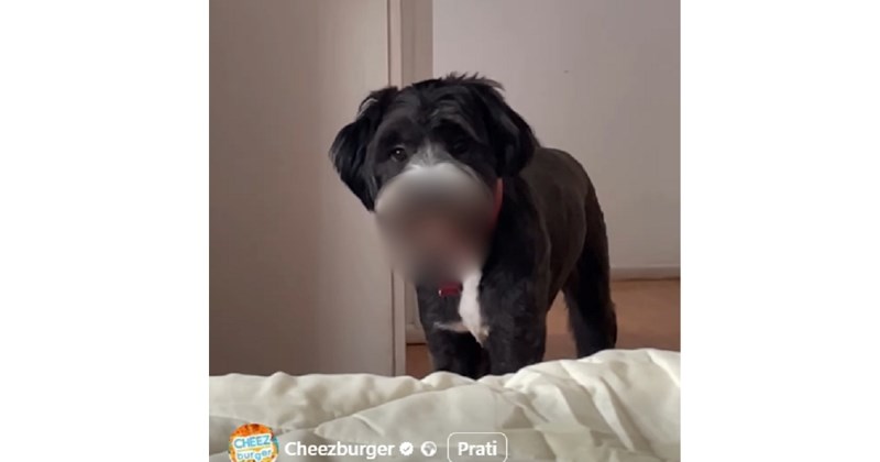 Kada je vidjela što joj je pas ukrao, nije znala hoće li puknuti od ljutnje ili smijeha. Ovo je SVE!