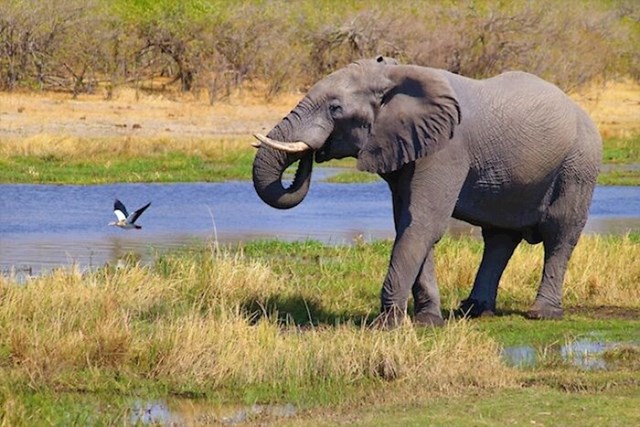 Nedostatak zrelih muških slonova stvara maloljetničku delinkvenciju kod mlađih slonova, koji će uskoro ući u mošt. Kad su odrasli slonovi uvedeni u područja s visokom koncentracijom delinkvenata, ubrzo su mlađi slonovi prestali s takvim ponašanjem.