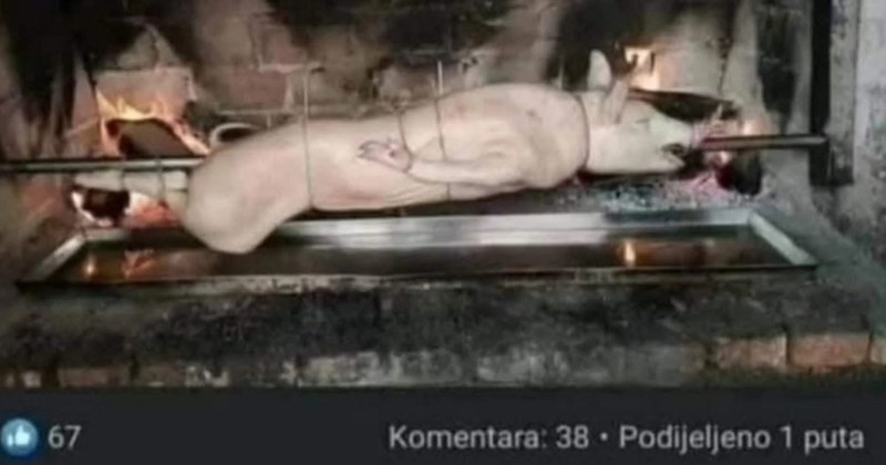 Ekipa je podijelila fotku sa slavlja, morate vidjeti što je tip primijetio kod ove svinje