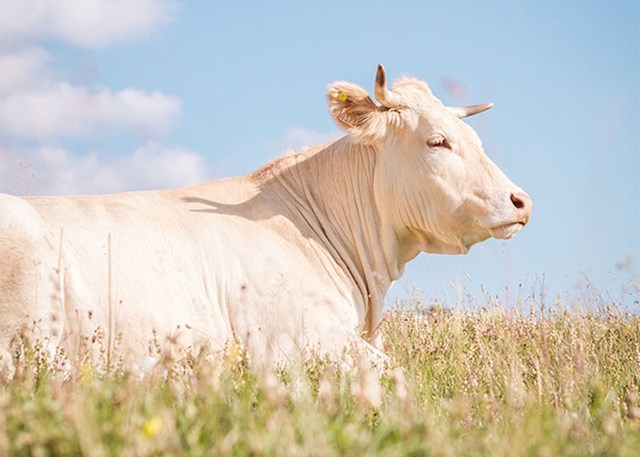Boantropija je psihološki poremećaj u kojem osoba vjeruje da je krava i pokušava živjeti svoj život kao krava. Medicinska objašnjenja sugeriraju sifilis u kasnoj fazi kao jedan od uzroka