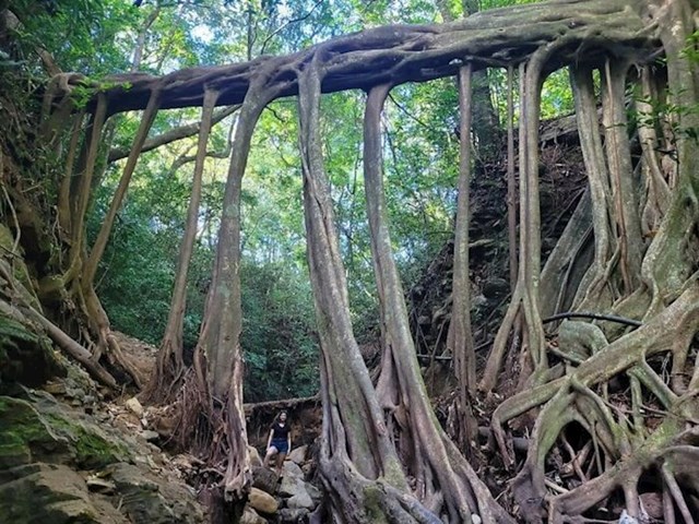 Prirodni most od korijena stabla fikusa i ja u podnožju