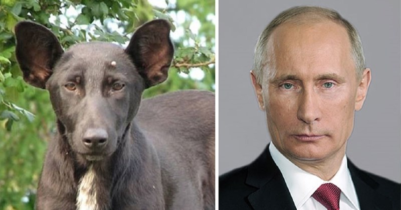 11 urnebesnih fotki životinja i njihovih "blizanaca" u obliku poznatih osoba