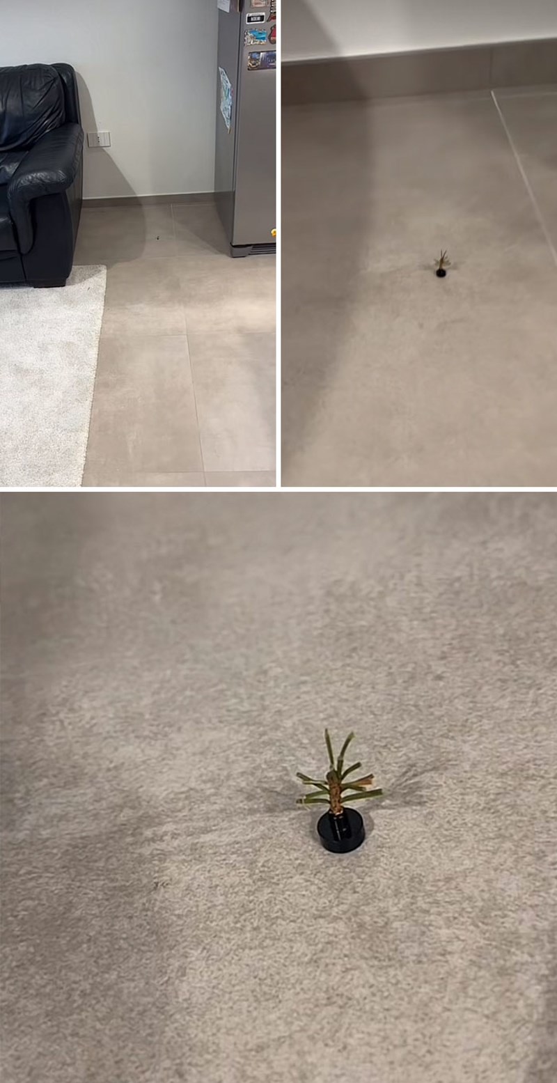 I dva sasvim neobična, ali prekomična božićna drvca