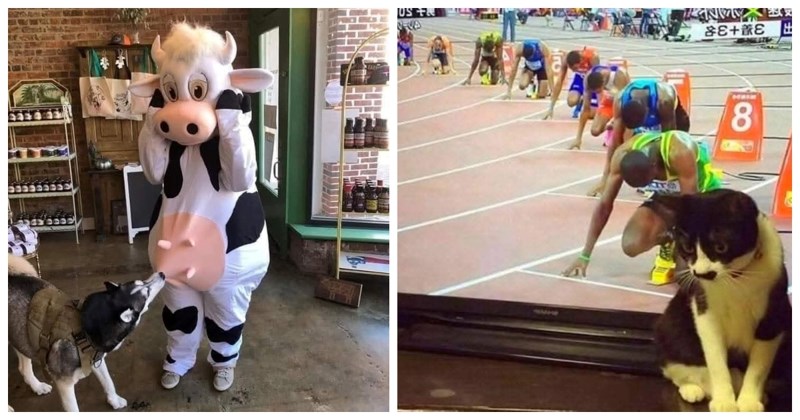 22 prekomične fotke ljubimaca koje će vam definitivno uljepšati dan